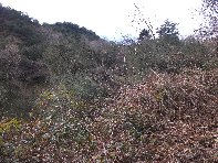 nte Cagliato-20110220 017